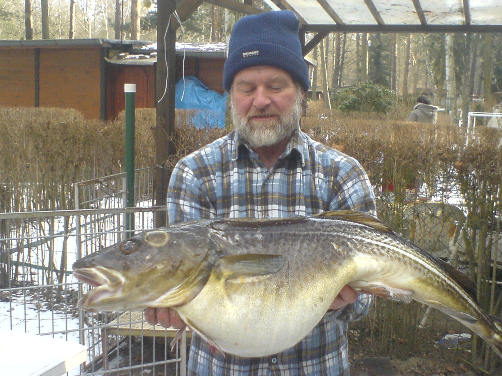 0001dicker dorsch von uwe