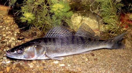 zander